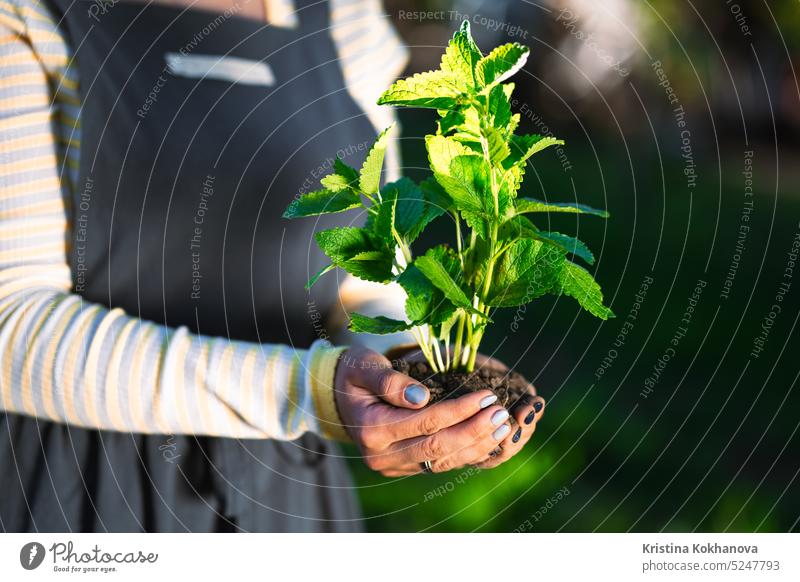 Female gardener holding sprouted mint plant in soil. Agriculture, caring for mother earth, environmental conservation, harvest concept. close-up shot with sunshine.