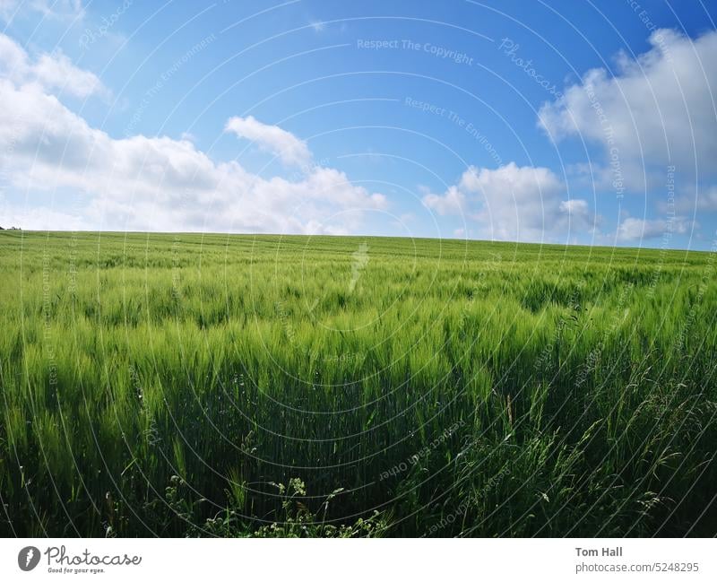 Acres of grass Grass landscape grain Agriculture blue sky Environment clear sky sunny weather acre