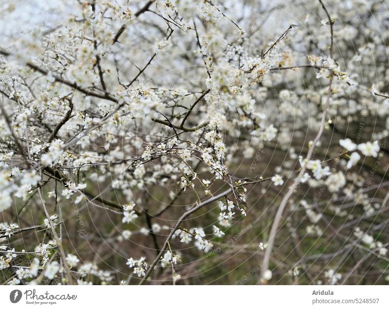blackthorn Blackthorn shrub Sloe bush Hedge White Plant blossoms insects bees Spring twigs Garden Nature