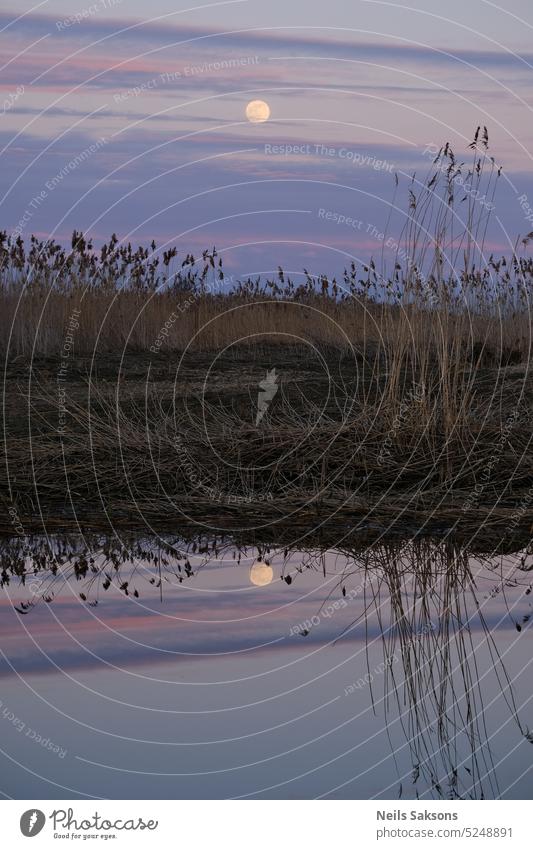Moonrise reflected in the water of a lake with reeds in the foreground background beautiful beauty blue calm cold countryside dawn environment evening forest