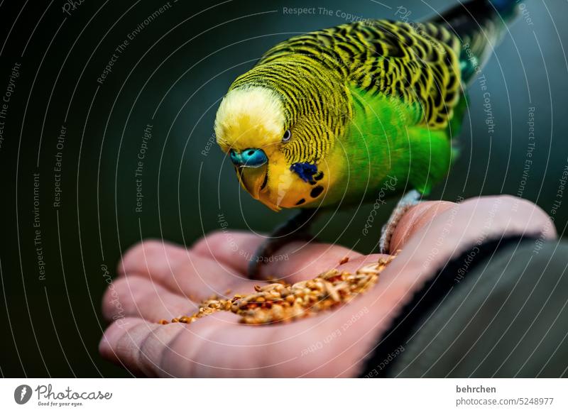 better the parakeet in the hand than the bankrupt vulture on the neck Animal face Cute Grand piano feathers Close-up Exotic Colour photo Beak Bird pretty
