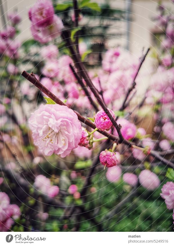 spring blossoms twigs Spring Pink pretty Blossoming Colour photo Exterior shot Close-up Cherry