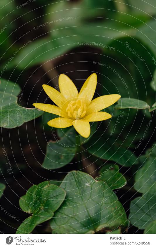 Lesser celandine in spring Celandine Yellow Green Plant Contrast Nature Deserted Blossom Flower Exterior shot Day Macro (Extreme close-up) Detail blurriness