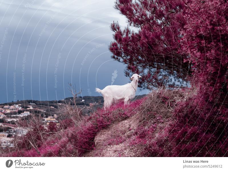 A surreal view in Corfu, Greece. Pink plants surround this wild goat in a small hilly town. It’s a cloudy day and a dark blue sky is contrasting splendidly with a pink color. Photo manipulation is another way to tell a story in your own words.