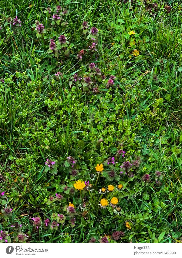 Meadow in April Green (Green) Yellow Spring Nature Plant Grass Environment Shallow depth of field Wild plant Growth Colour photo Garden naturally pretty