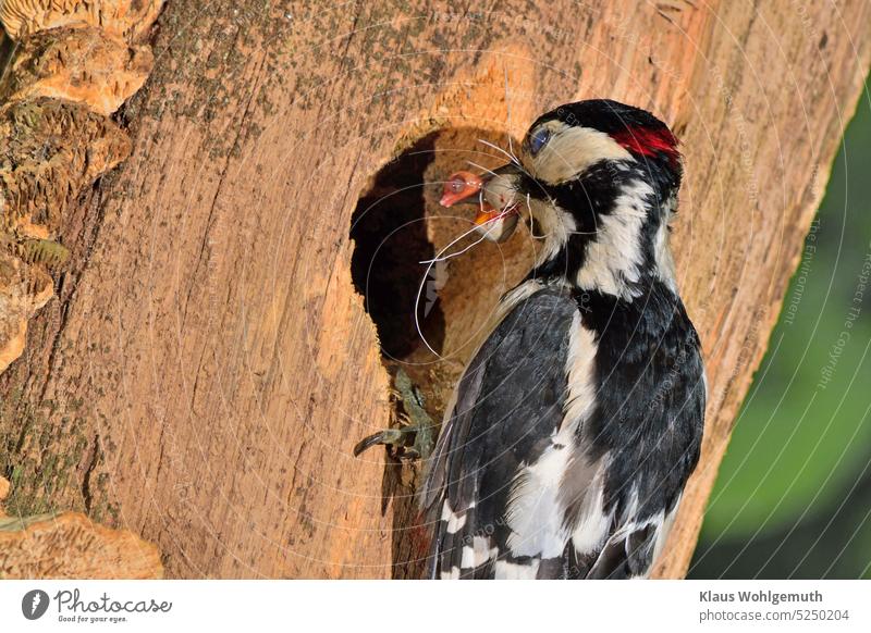 Eating and being eaten, Mother Nature does not only have beautiful things in store for our eyes. Great spotted woodpecker male brings food to his young in the nest, in this case an embryo of a chaffinch, which can be easily seen on the eggshells.