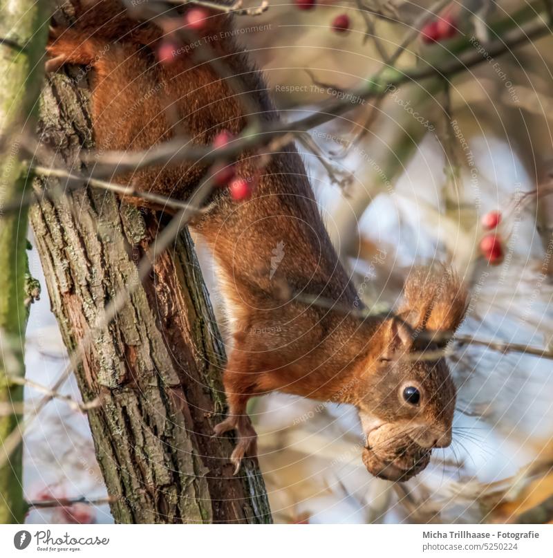 Climbing squirrel with a nut in its mouth Squirrel sciurus vulgaris Animal face Head Eyes Nose Ear Muzzle Paw Claw Tails Nut food To feed nibble To enjoy