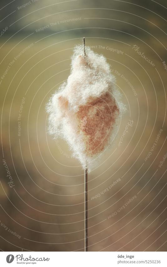 Cane Cotton Candy Cattail (Typha) Typhaceae Sweetgrass reed Nature Plant Common Reed Cannon cleaner Lamp Cleaners Chimney Sweep Exterior shot Lake Marsh plant