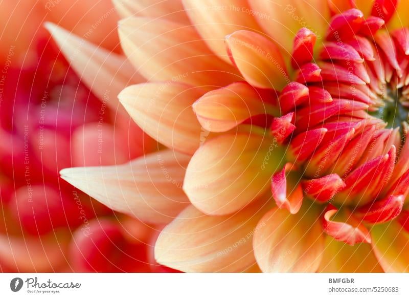 Detail of a magnificent orange to red dahlia flower Flower Blossom Orange Red wonderful Large Exceptional Poster greeting card Garden Gardening landscaping