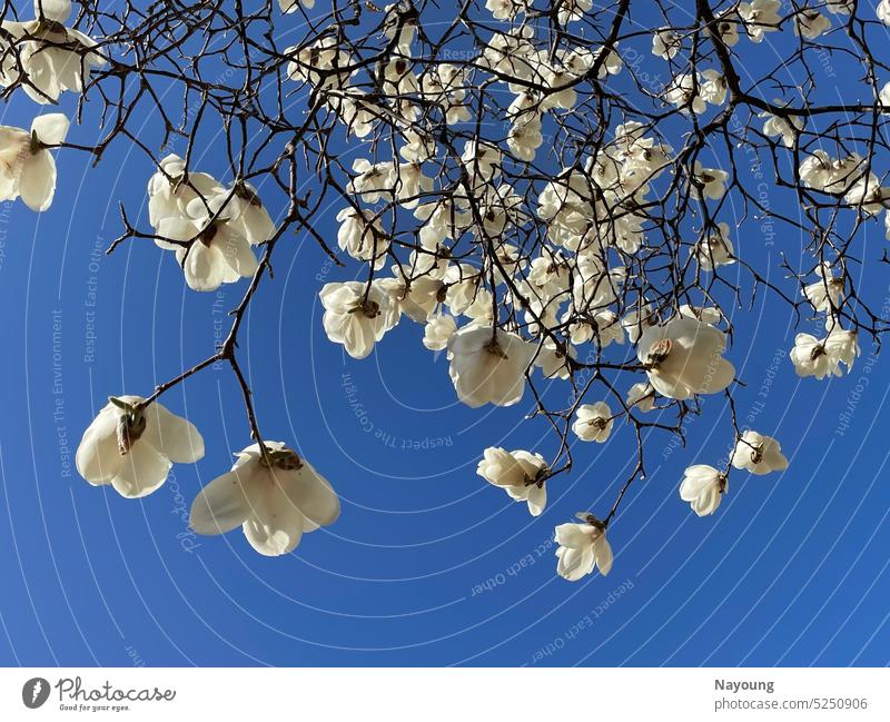 The magnolia tree in bloom and the crystal clear blue sky. Magnolia tree Magnolia blossom Blue sky Blooming Spring Nature blooming spring flower Magnolia plants