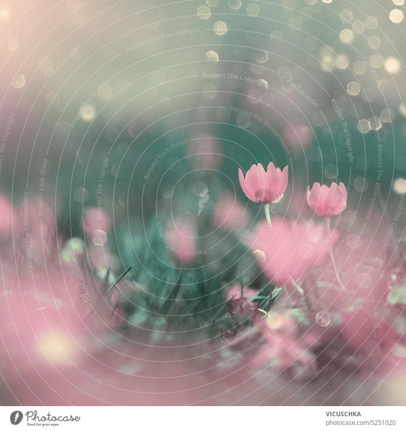 Fairy floral nature background with pink flowers and bokeh fairy summer spring blooming amazing artistic beautiful dream magic mystery mythical