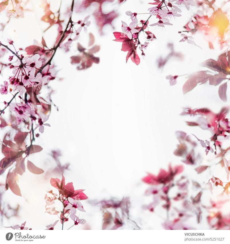 Beautiful floral frame of pink cherry blossom with sunlight and petal bokeh at white background beautiful blooming blossoms flower natural nature sakura season