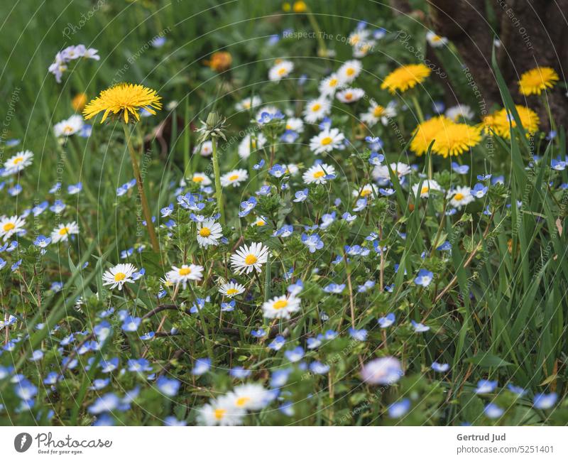 Flower meadow with dandelions and daisies in springtime Flowers and plants Nature Meadow Blossom Blossoming heyday blossom Daisy Dandelion Meadow flower