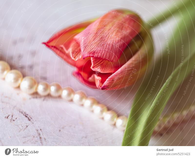 100/Still life with tulip and pearls Flower Flowers and plants Tulip Red Blossom Still Life Still life photography Pearl Trickle Pearl necklace Calm