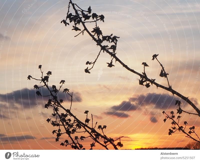 Two withered flower branches push into the foreground against the evening sky Sunset Clouds withered branches Sky Evening Exterior shot Twilight Colour photo