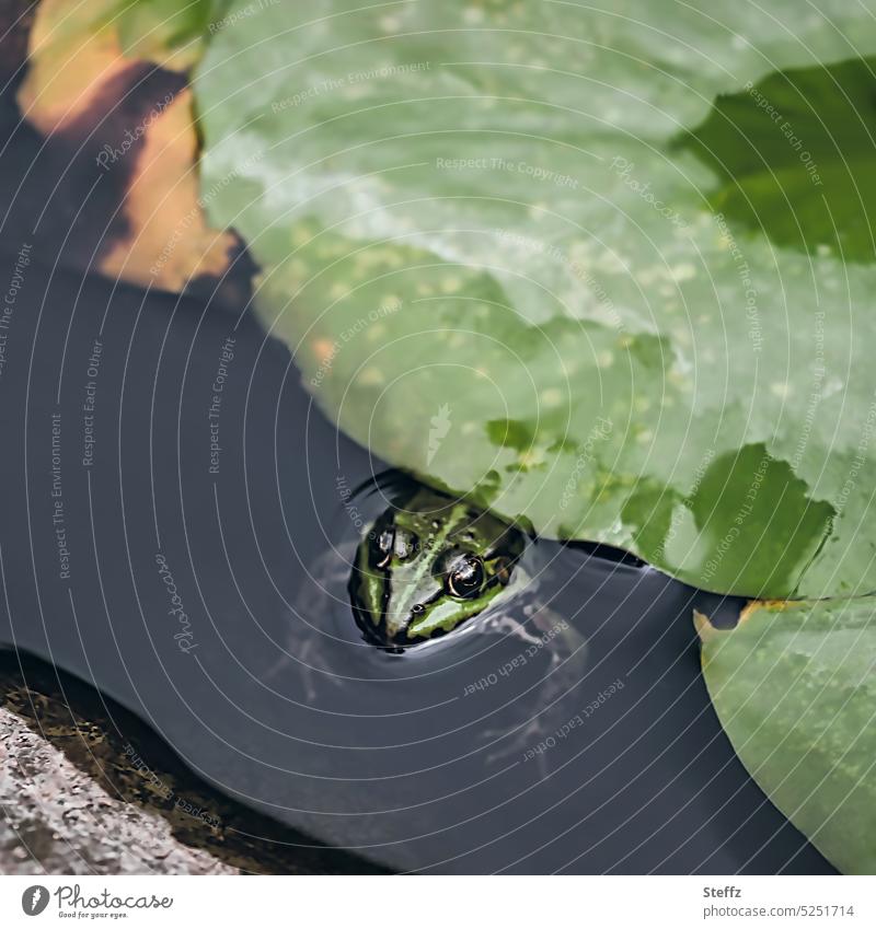 flat under the leaf - a frog Frog pond frog green frog encounter Water frog Garden pond Pond plant amphibians Wild animal Small Green Level Cute naturally