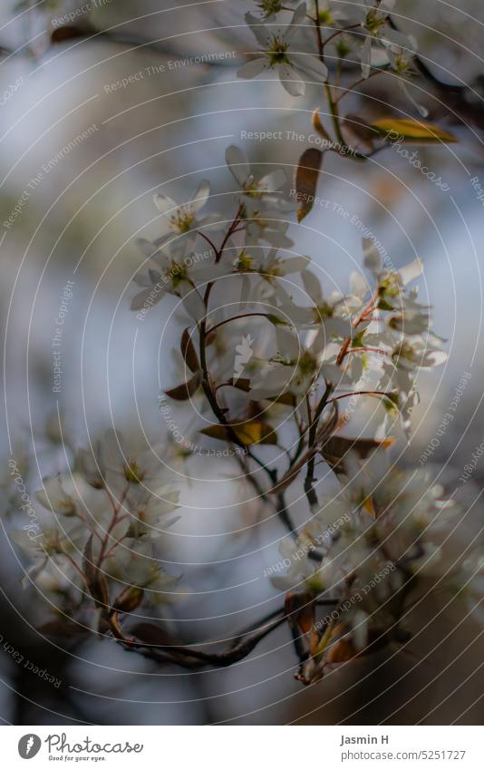 White flowers white flowers Nature Spring naturally Blossom Plant Tree Blossoming pretty blossoms Delicate blurriness Shallow depth of field Exterior shot