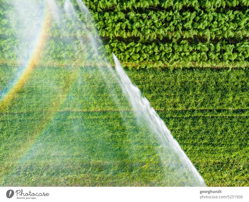 View from above directly on the fountain of an irrigation system on a field with grain and fennel. Two rainbows can be seen in the water mist. Field acre