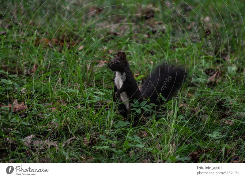 In tailcoat | black squirrel with white chest fur on a meadow Squirrel Animal Nature Black Cute Pelt Wild animal Rodent Small Observe observantly Meadow shy