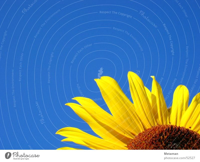 Sunshine Sunflower Yellow Summer Physics Fresh Blue Sky bloom Warmth Garden Lighting Nature