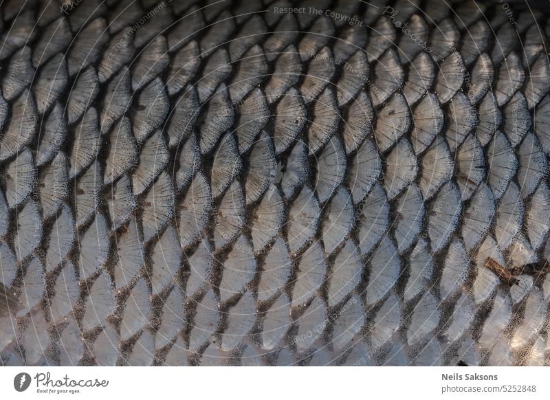Closeup of the scales of a fish. Texture of fish scales. abstract animal aquatic background backgrounds camo carp close close-up color detail fishing food
