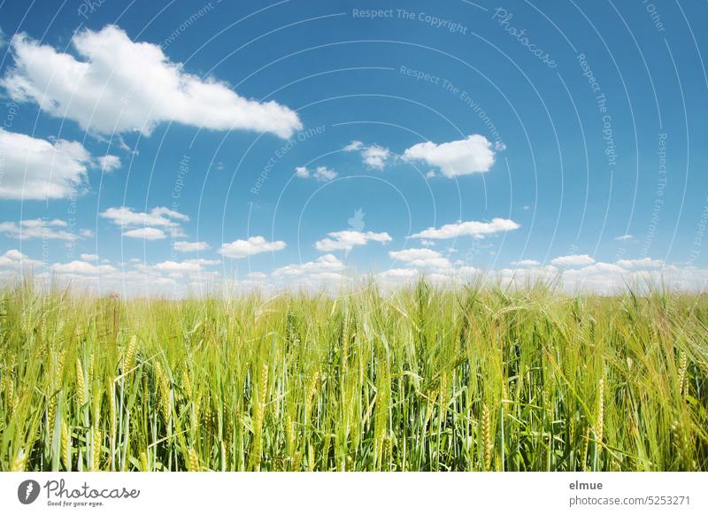 light green barley field against light blue sky with white fair weather clouds Barleyfield Bright green Grain Growth Grain field Agriculture field economy