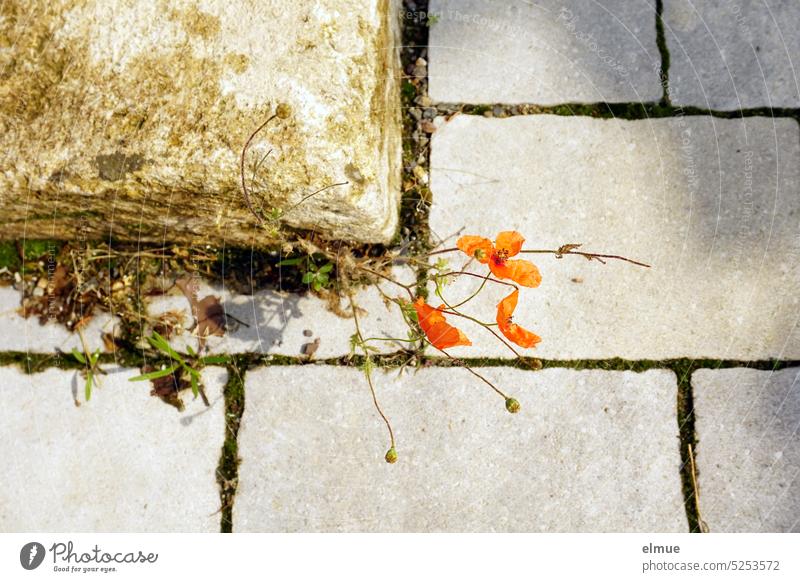 Mo(h)ntag - a sparse poppy plant with three flowers growing in a joint between masonry and stone slabs Poppy Poppy plant Poppy blossom Stone wax scantily Blog