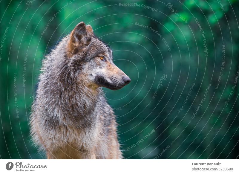Grey wolf (Canis Lupus) looking right in the forest animal canine canino canis carnivore fear grey lupus nature outdoor outside portrait predator scream wild