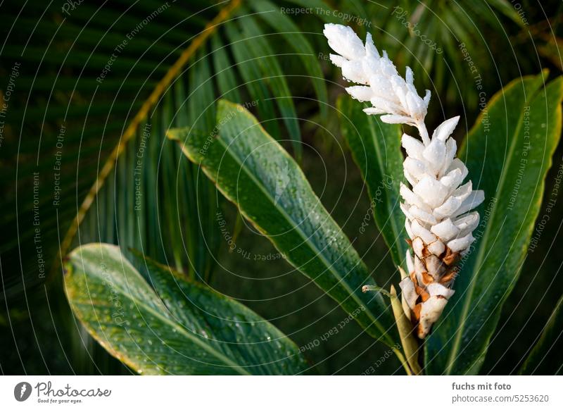 South Sea Plant. Hawaiian Flowers. White flower flowers plants leaves Nature Blossom Flowers and plants naturally Summer Garden Close-up Blossoming Spring