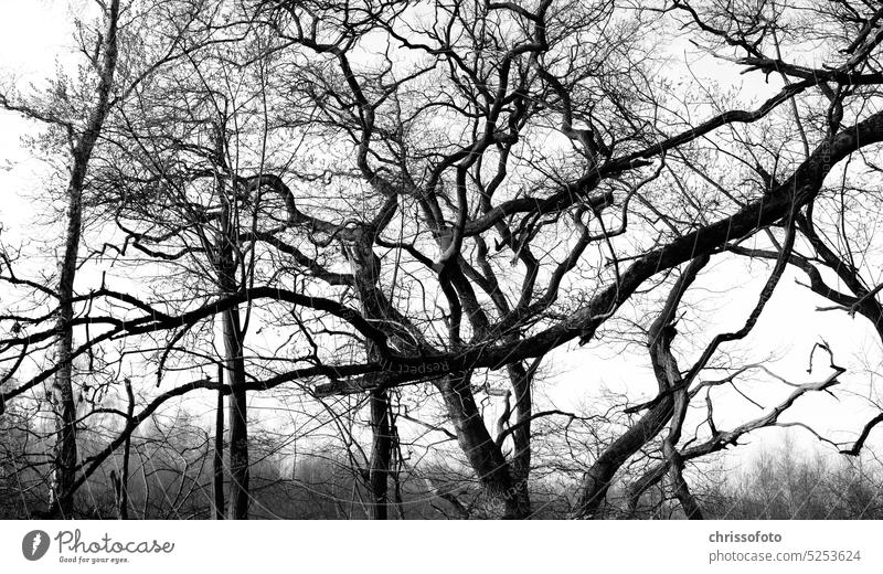 Cross not cross Tree Forest Branch branches Esthetic Creativity Black & white photo Nature havoc Hospice Life pass away Hope