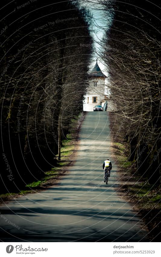 Through the long avenue by bike or by car. avenue trees Landscape Exterior shot Nature Avenue Winter Central perspective Shadow Far-off places Deserted Day