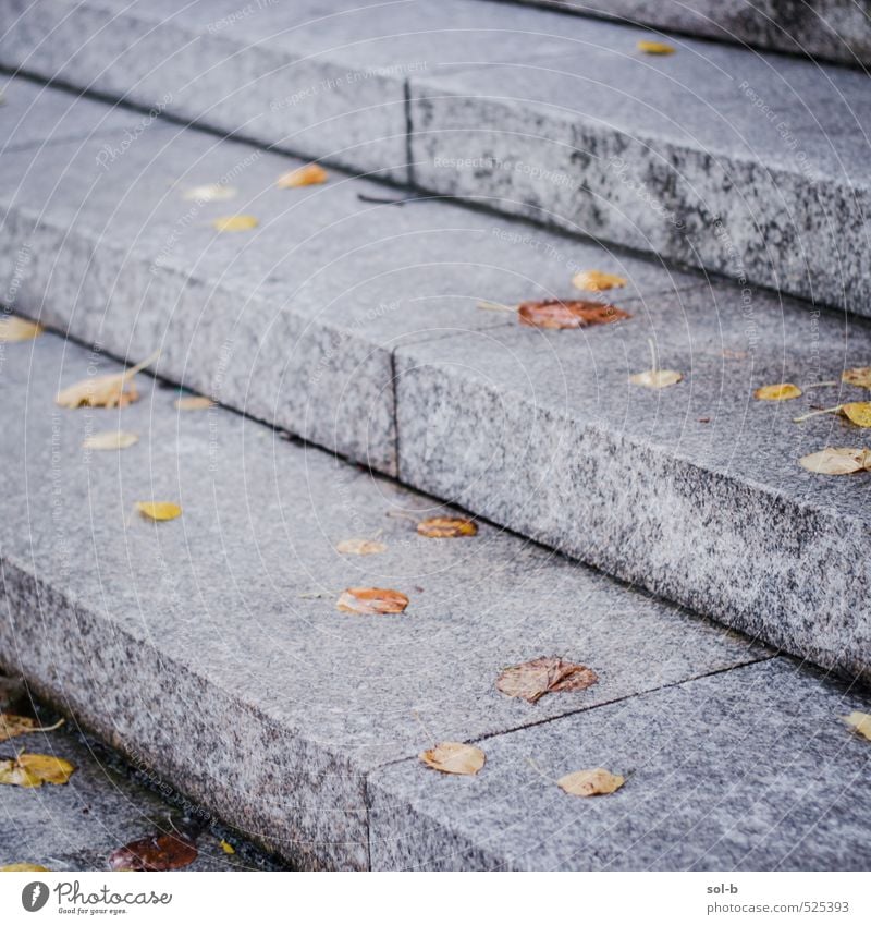 steps Living or residing Nature Autumn Leaf Town Downtown Deserted Stairs Steps Street Near Wet Stuck Colour photo Exterior shot Pattern Neutral Background Day