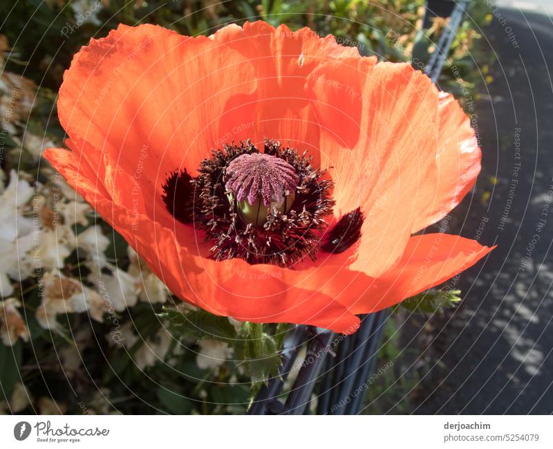 The poppy flower unfolds and shows all its splendor and beauty. ( Poppy - day ) Poppy blossom Summer Plant Nature Exterior shot red poppy Blossom Colour photo
