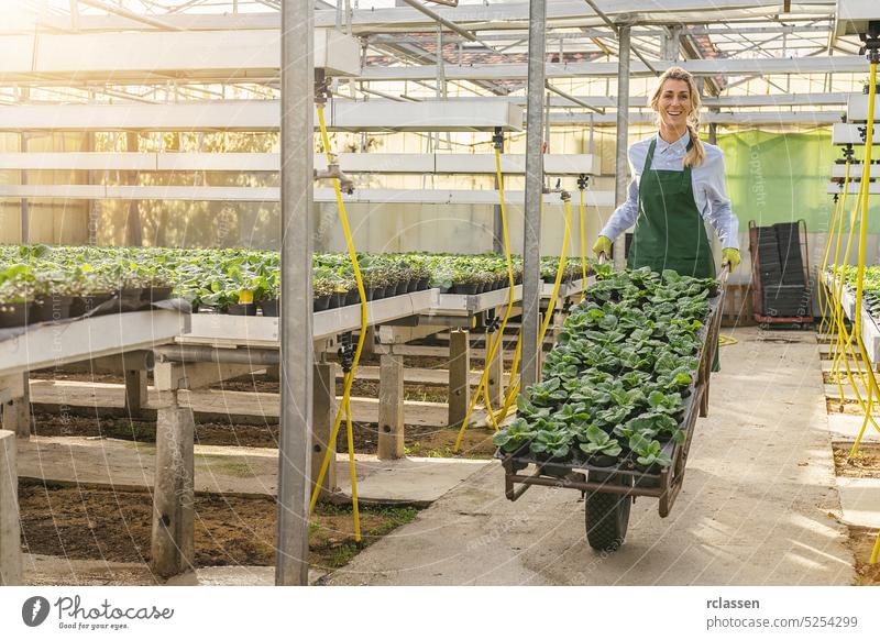 gardener woman carries flowers in a trolley with palettes of young primrose flowers the nursery or garden center spring floral beauty green seeds blossom