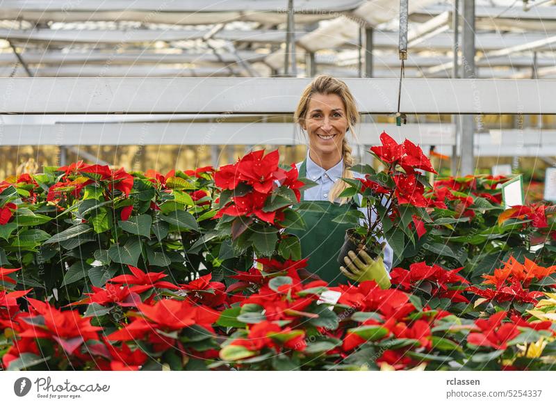 happy female gardener holding poinsettia flowers in the garden center agriculture apprentice apprenticeship assortment blue collar worker care carry delivery