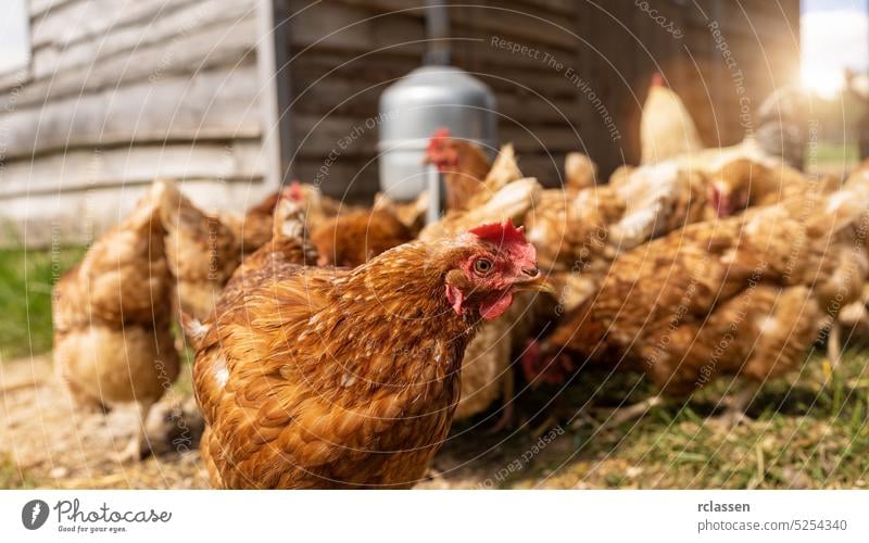 Red chickens on a farm in germany. Hens in a free range farm. Chickens walking in the farm yard with water dispenser egg industry bio farmer wild farmyard