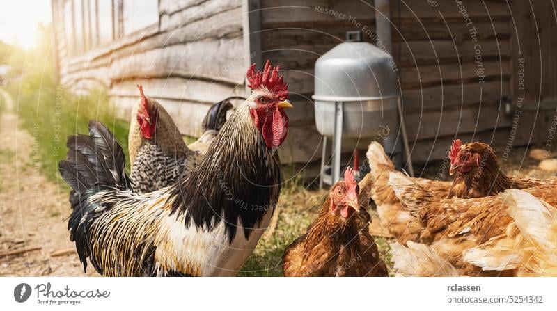 Rooster standing in a group of chickens at a bio farm, with water dispenser at a sunny day egg industry bio farmer wild farmyard range outside easter hens group