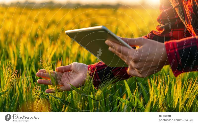 Farmer on a field during harvest with tablet doing controlling farmer woman rural business summer work agriculture management beautiful writing season grain