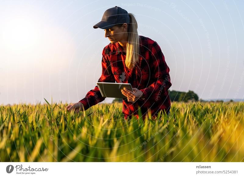 woman farmer examines the field of cereals and doing controlling with tablet. Smart farming and digital agriculture concept image rural business summer work