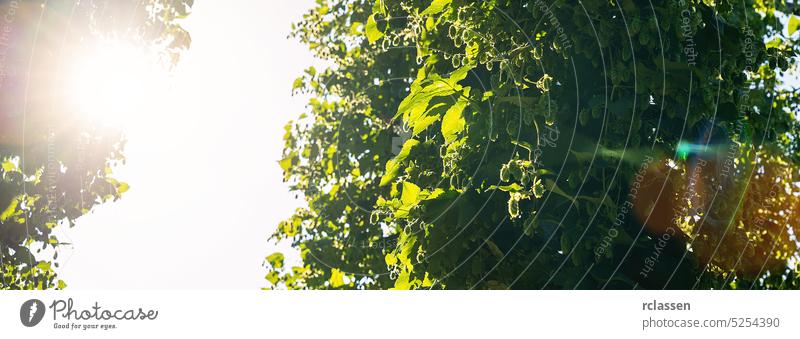 hop field, blue sky and Sunlight banner size copy space farm plant garden green flower growth food nature leaf sun health agriculture season branch freshness