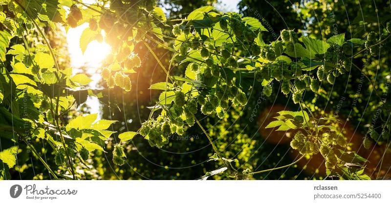 Hop cones and leaves. Big hop plants in world largest area of hops agriculture, Germany, banner farm garden green sky flower growth food summer nature leaf sun