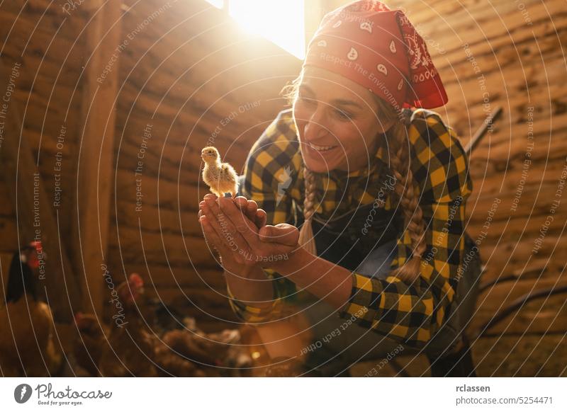 Happy chicken farmer woman showing a young small chicken in her hands in a henhouse production holding child newborn baby farming work person countrywoman