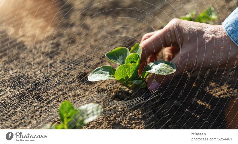 Farmer hand put young cabbage seedling in to the ground to plant. gardening and homegrown food concept image. analysis protection net vegetable farmer organic