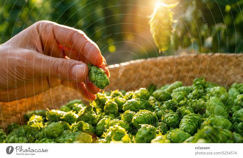 Farmer hand holding hop over a basket from this years hops harvest in the field in Bavaria Germany. woman person farmer inspection quality control checking