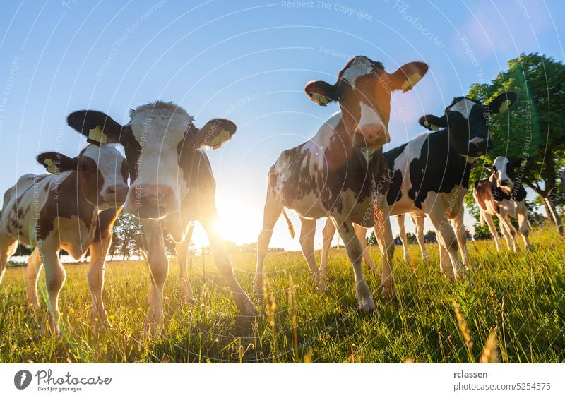 Cows grazing on farm yard at sunset. White and black and brown cattle eating and walking outdoors. cow pasture beef field agriculture male nature summer sunset