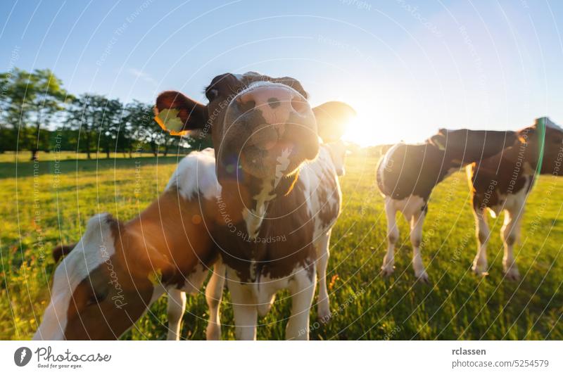 Cows in field, one cow looking at the camera during sunset in the evening in germany pasture beef agriculture cattle farm male nature summer sunset animals