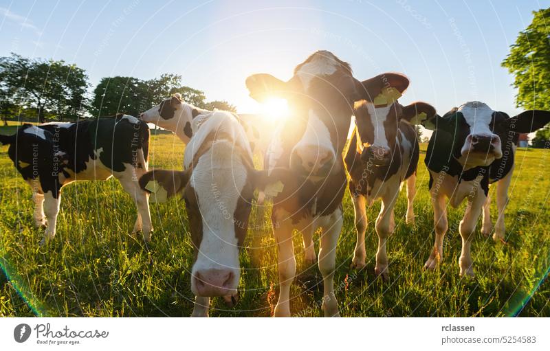 Group of cows together gathering in a field at sunset in The Netherlands. pasture beef agriculture cattle farm male nature summer sunset animals brown head herd