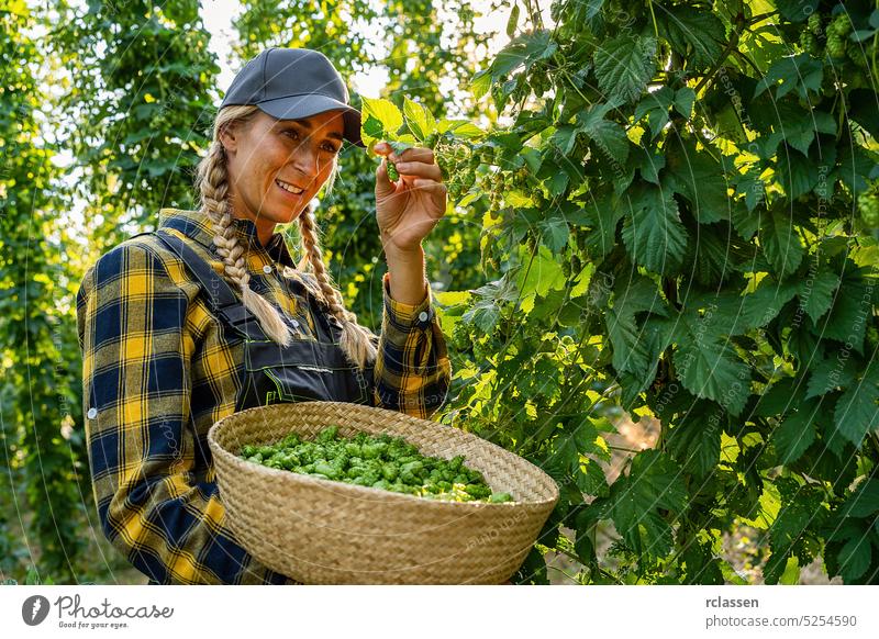 Female farmer holding basket with hops of this years hops harvest in the field in Bavaria Germany. woman person inspection quality control checking germany
