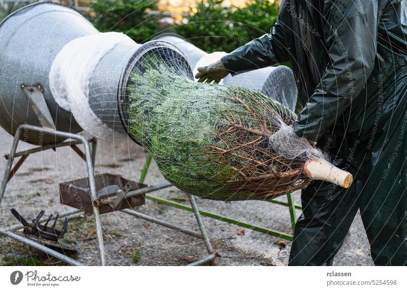 a man pulling a freshly chosen fir tree or Christmas tree through a tube to wrap it in a net on a christmas market rain pants tradition gloves traditional xmas
