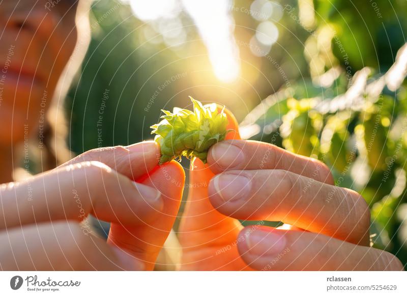 Female farmer testing the quality of ripe hop harvest touching the umbels in Bavaria Germany. woman person inspection quality control checking germany